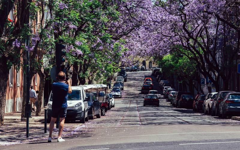 The Jacaranda Route: Lisbon in Bloom and a Refuge in th city Hotel Marquês de Pombal Lisboa The Jacaranda Route: Lisbon in Bloom and a Refuge in th city Hotel Marquês de Pombal Lisboa